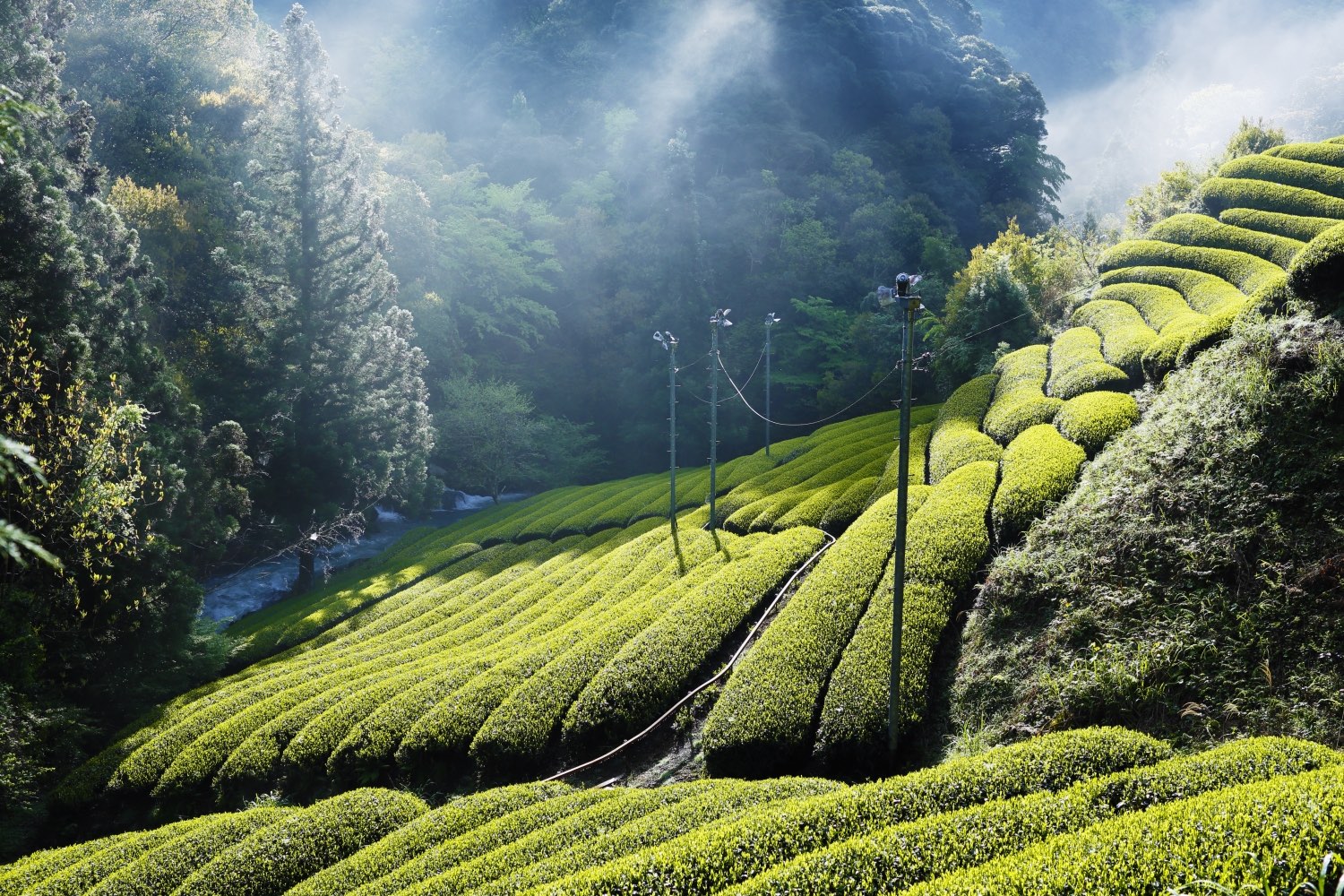 Report on visit to "Mountain tea prant KAWANE SHIZUOKA"  MATCHA STAND  MARUNI