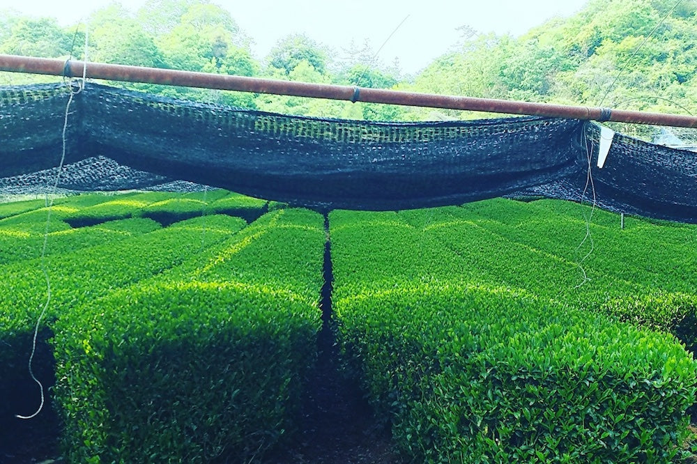 tea leaves