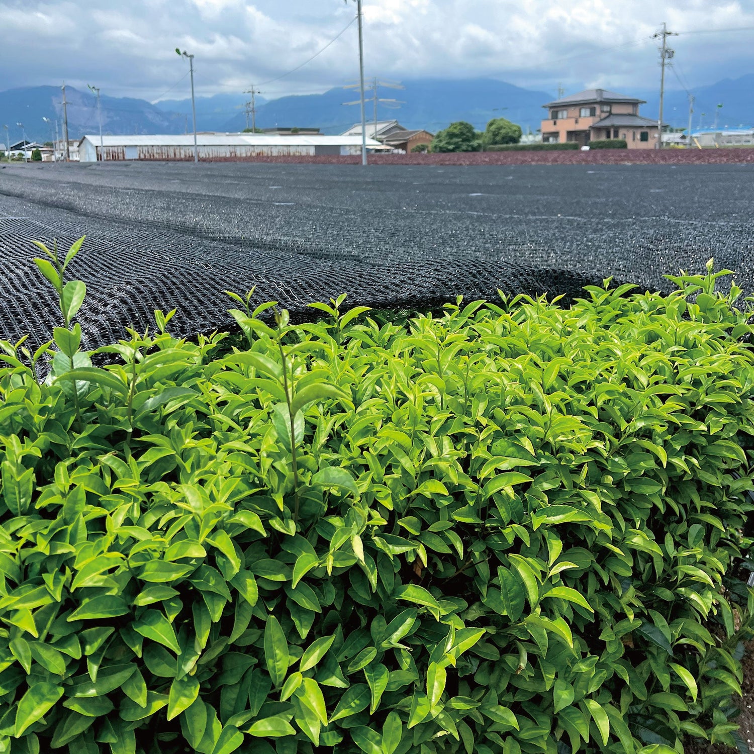 Premium Grade MIE 3.5oz (100g)｜MATCHA STAND MARUNI - MATCHA STAND MARUNI