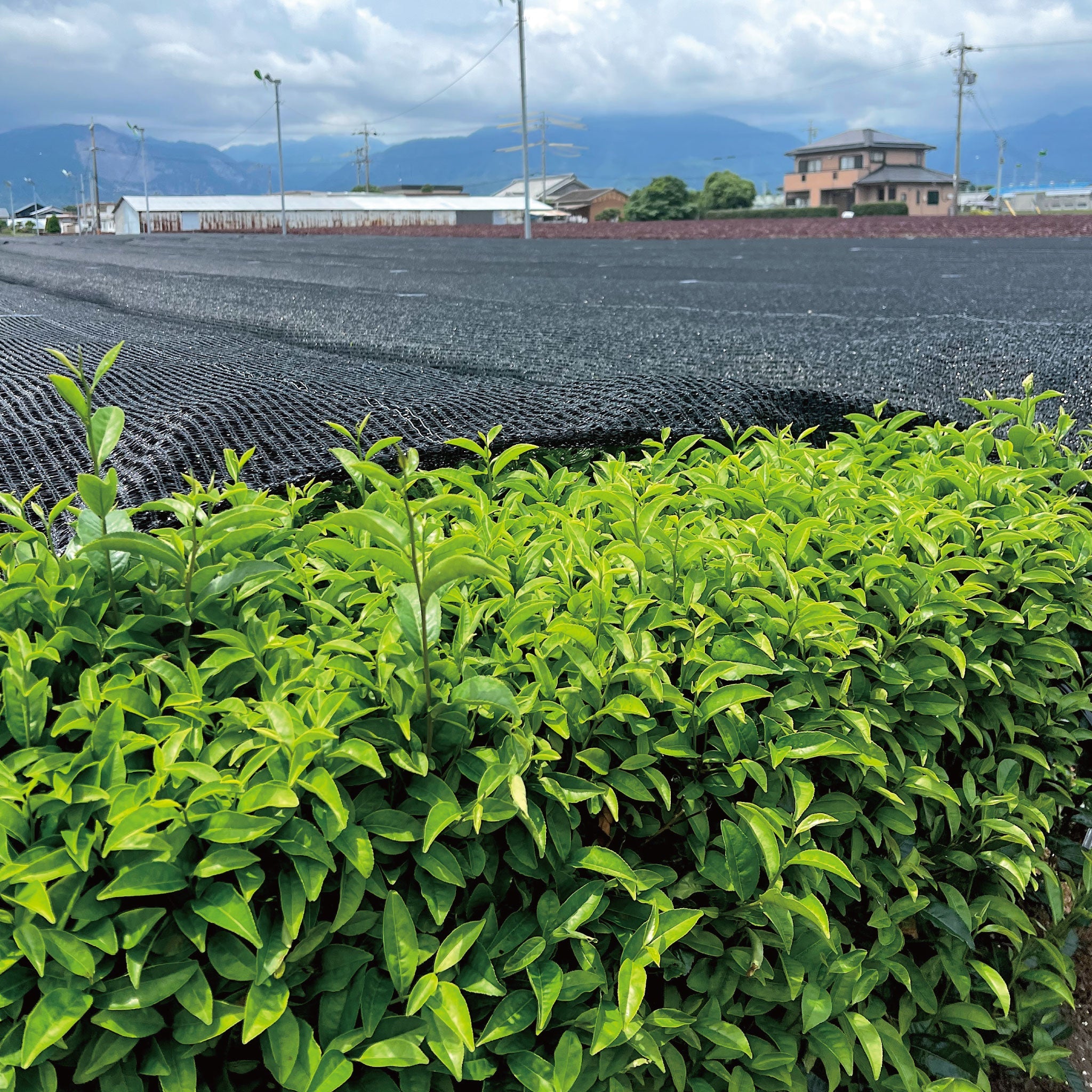 Premium Grade MIE 3.5oz (100g)｜MATCHA STAND MARUNI - MATCHA STAND MARUNI