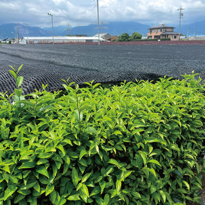 Premium Grade MIE 3.5oz (100g)｜MATCHA STAND MARUNI - MATCHA STAND MARUNI