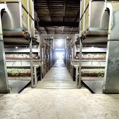 Premium Grade MIE 3.5oz (100g)｜MATCHA STAND MARUNI - MATCHA STAND MARUNI